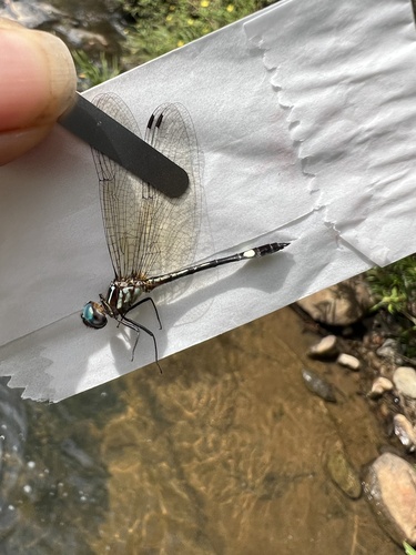 Sierra Madre Sylph (Macrothemis ultima)