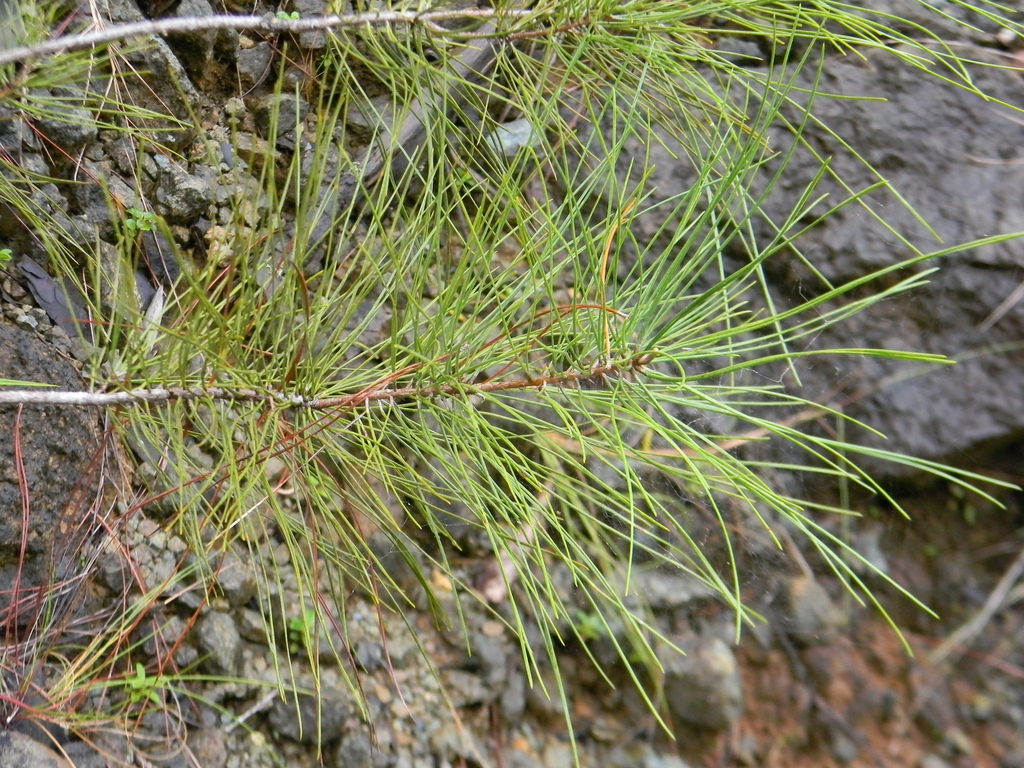 Cuban pine (Pinus cubensis)