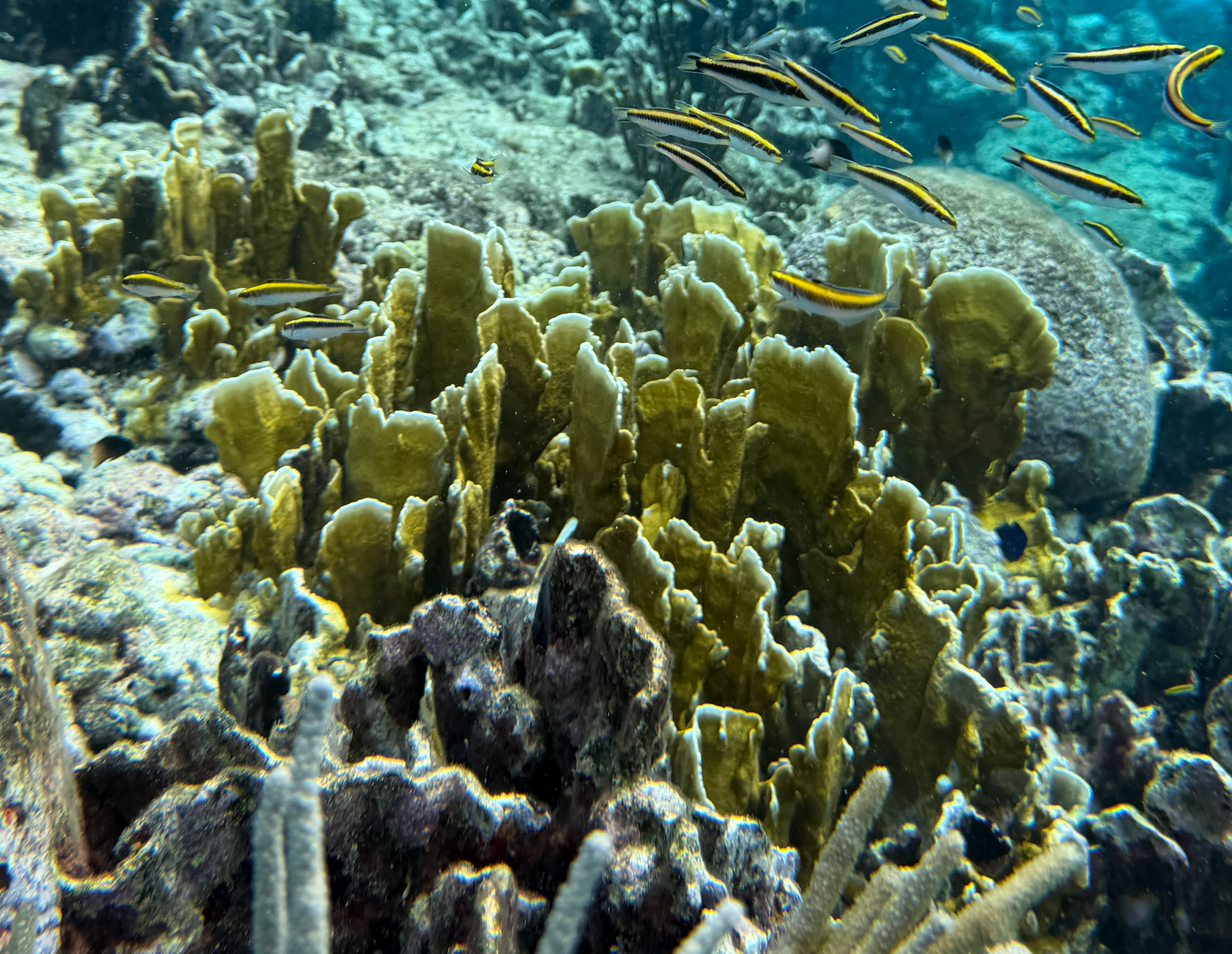 Millepora complanata Lamarck, 1816
