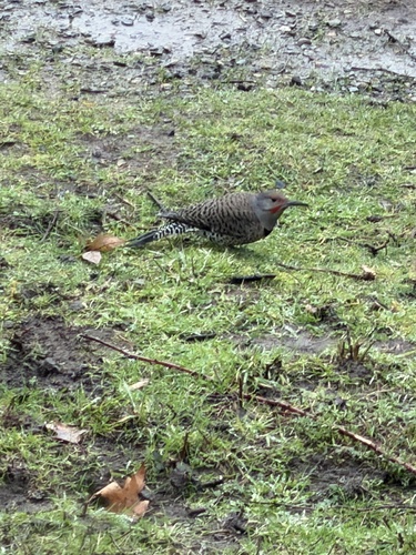 Northern Flicker