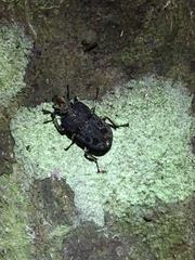 Ryssonotus nebulosus