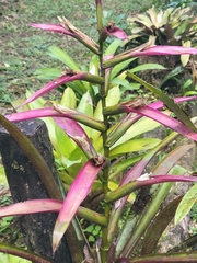 Guzmania wittmackii, photograph author not stated, no rights reserved