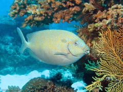 Siganus punctatus