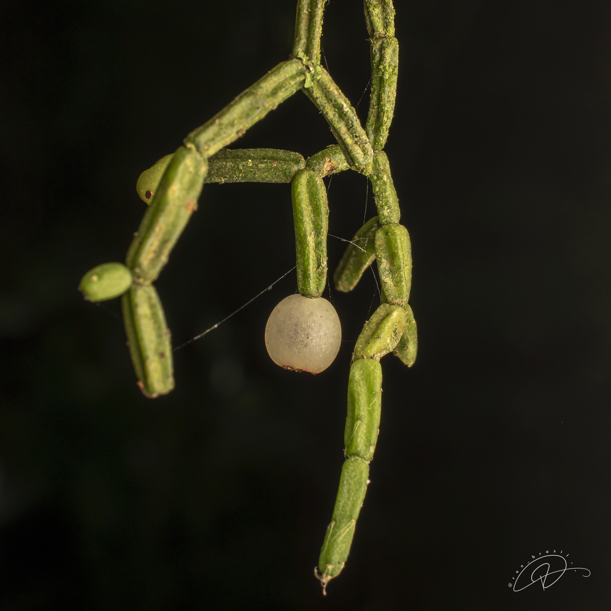 Rhipsalis cereuscula