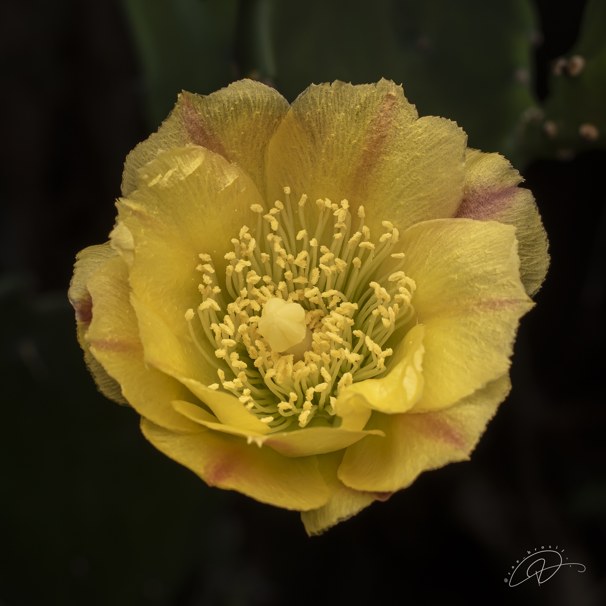 Opuntia monacantha