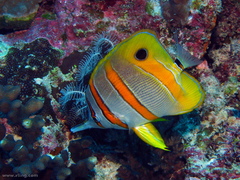 Chelmon rostratus