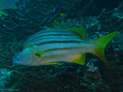 Lutjanus carponotatus