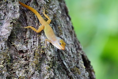Anolis luciae