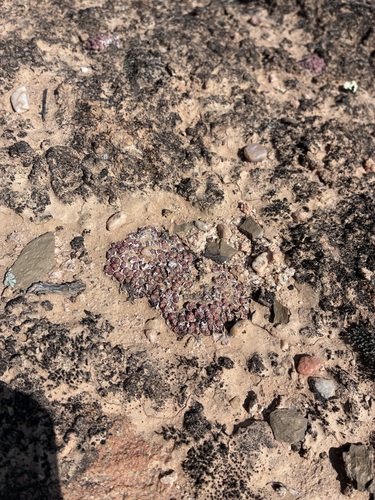 Conophytum luckhoffii