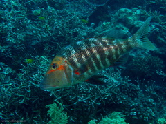 Lethrinus miniatus