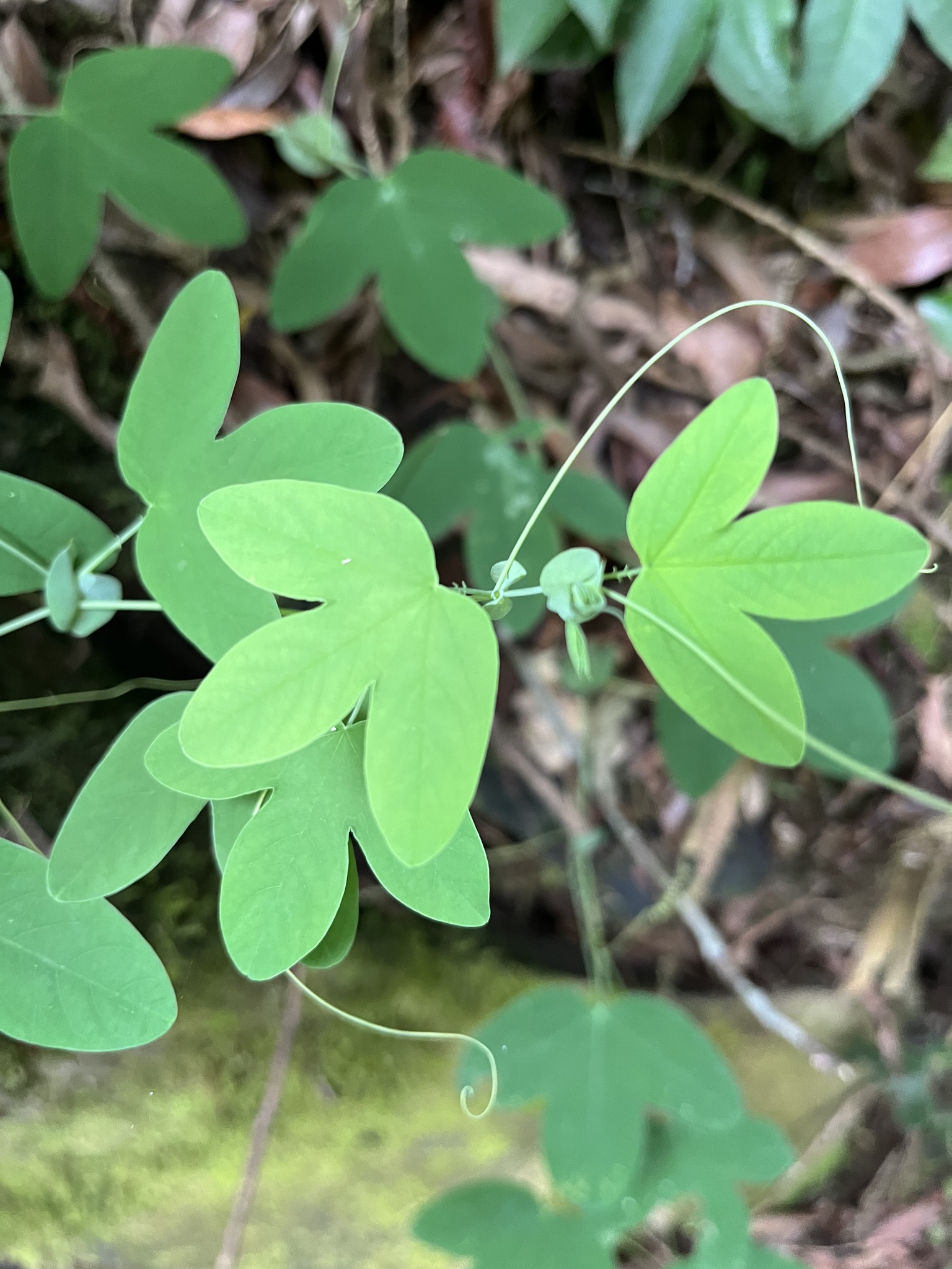 Passiflora tenuifila