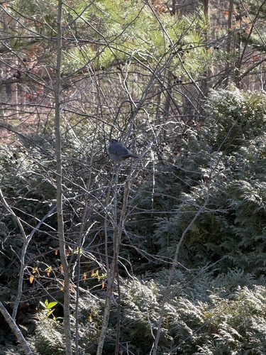 Grey Catbird (Dumetella carolinensis), photo 7