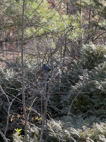 Grey Catbird (Dumetella carolinensis), photo 8