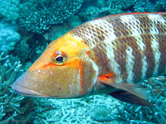 Lethrinus miniatus