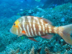 Lethrinus miniatus
