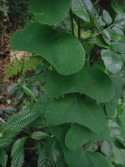 Passiflora murucuja
