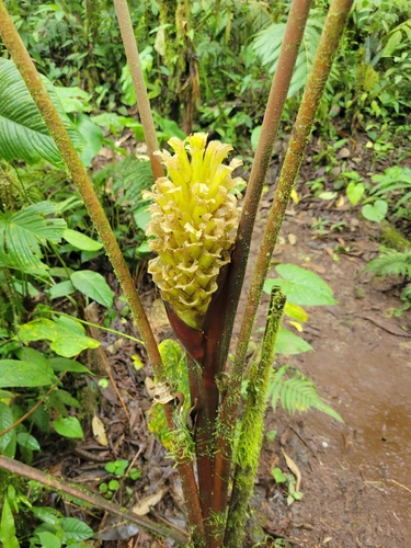 Calathea guzmanioides (Calathea guzmanioides)