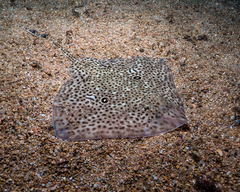 Speckled Ray photo 2