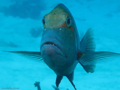 Lethrinus miniatus