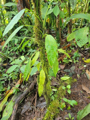 Philodendron schottii