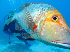 Lethrinus miniatus