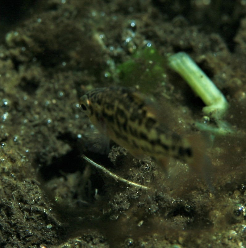 Variagated Pygmy Perch