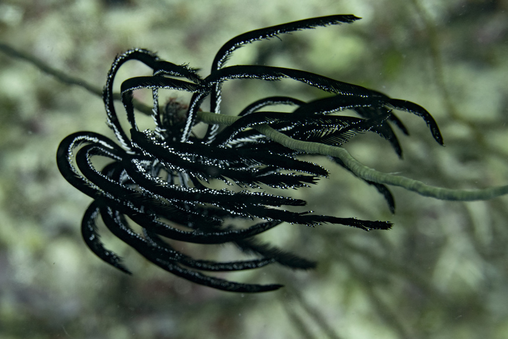 Beautiful Feather Star