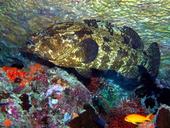 Epinephelus fuscoguttatus