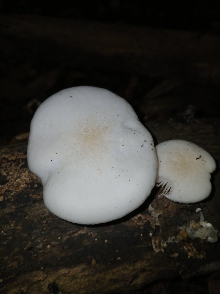 Oudemansiella australis · January 2026 · photo: © naturewatchwidow (iNaturalist, cc-by)