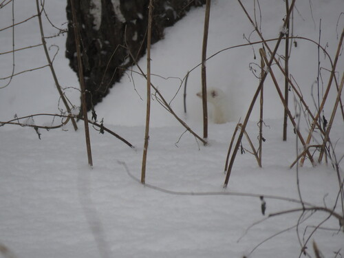 Ласка observed by danilamalov