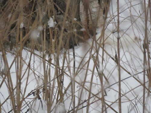 Ласка observed by danilamalov