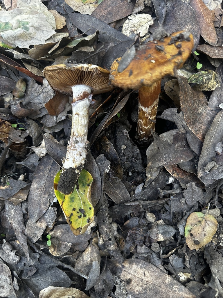 Cortinarius glutinosoarmillatus · January 2026 · photo: © katrinamccollough (iNaturalist, cc0)
