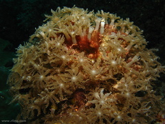 Clavularia