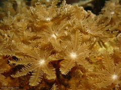 Clavularia