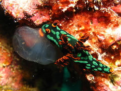 Nembrotha kubaryana