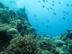 Amblyglyphidodon leucogaster