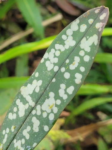 Maxillaria pseudoreichenheimiana
