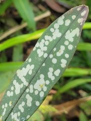 Maxillaria pseudoreichenheimiana