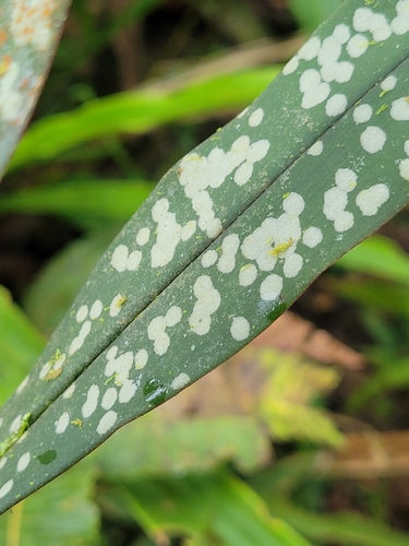 Maxillaria pseudoreichenheimiana, photograph 2