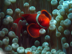 Amphiprion biaculeatus