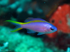 Mirolabrichthys tuka