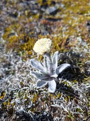 Craspedia lanata