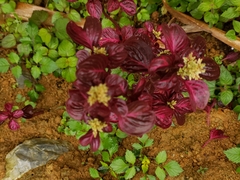 Iresine diffusa herbstii