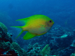 Amblyglyphidodon aureus