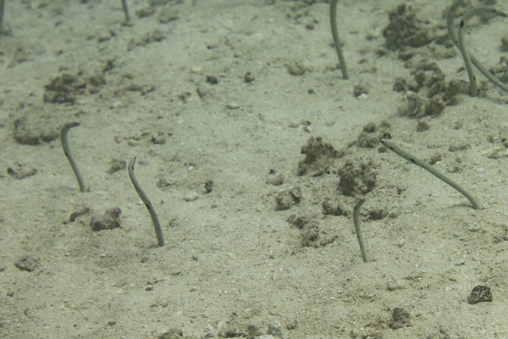 Garden eels bending from burrows on sandy slope