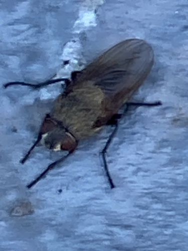 Unknown species found near Roberta Rd, Sharon, MA, US