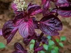 Iresine diffusa herbstii