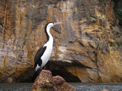 Carpophyllum angustifolium