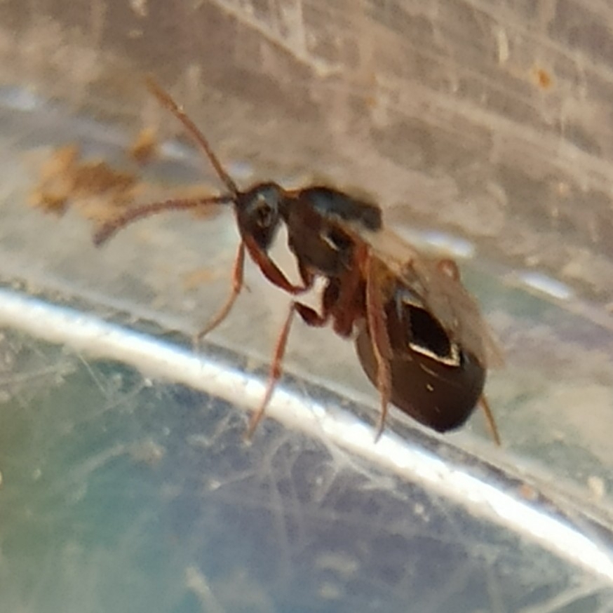 Glauraspidia microptera