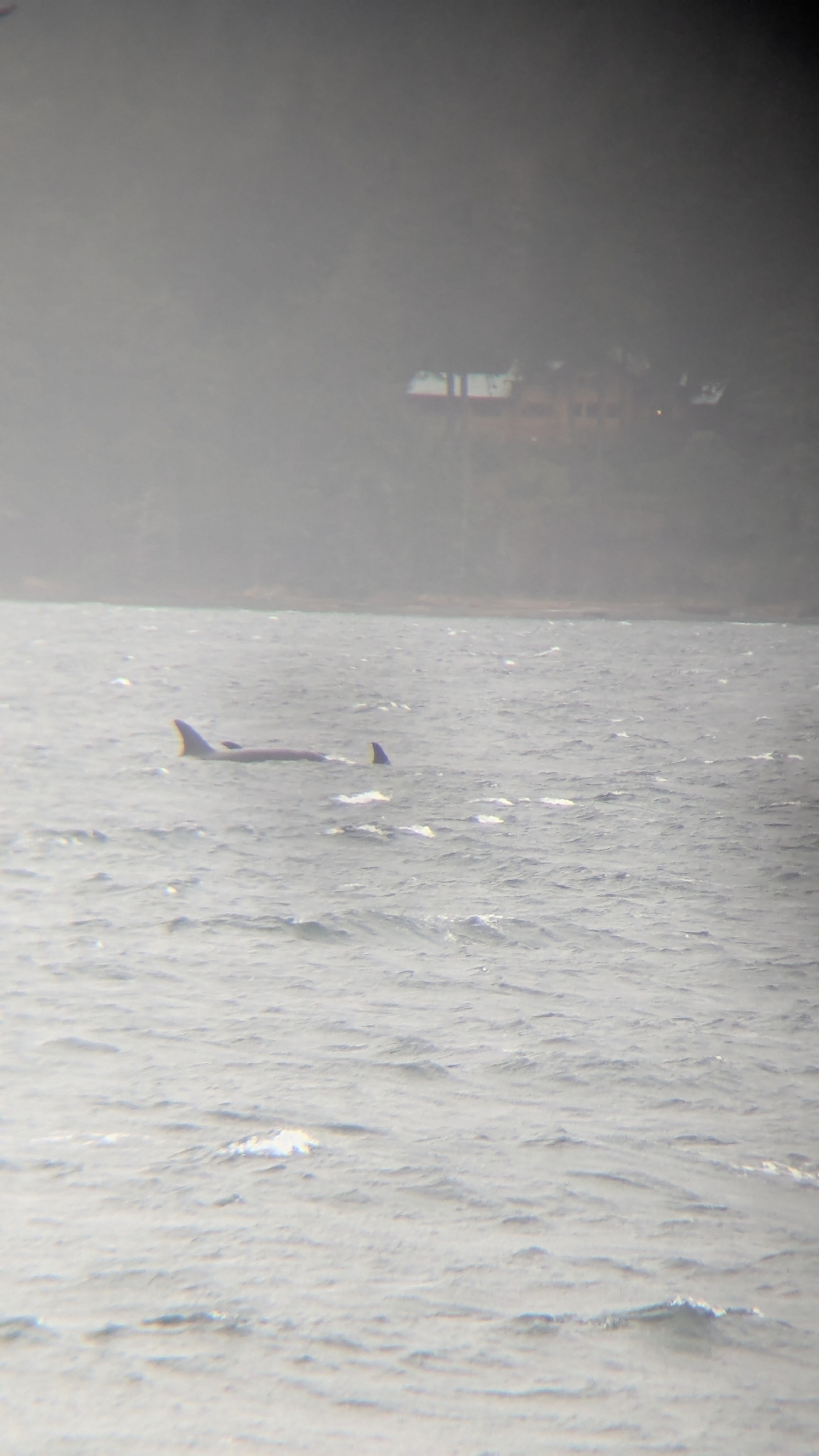 Orcinus orca